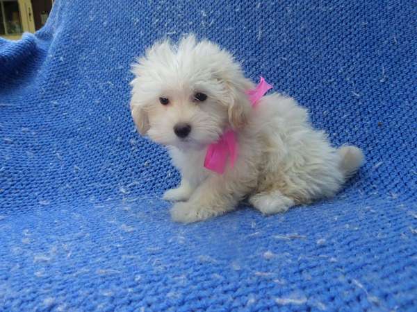 female-malti-poo-dog