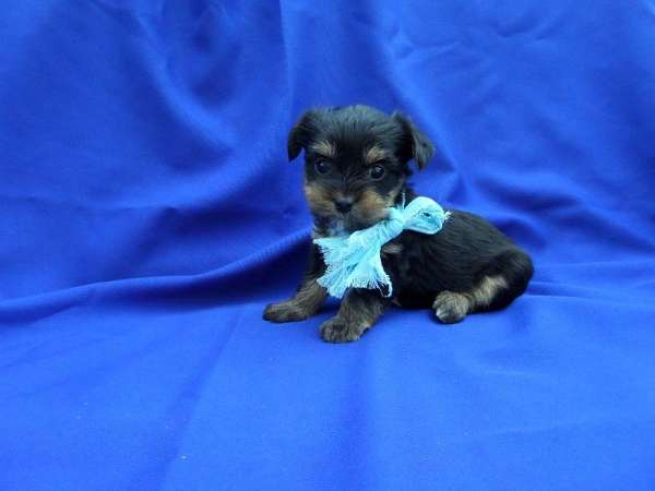 male-yorkshire-terrier-puppy