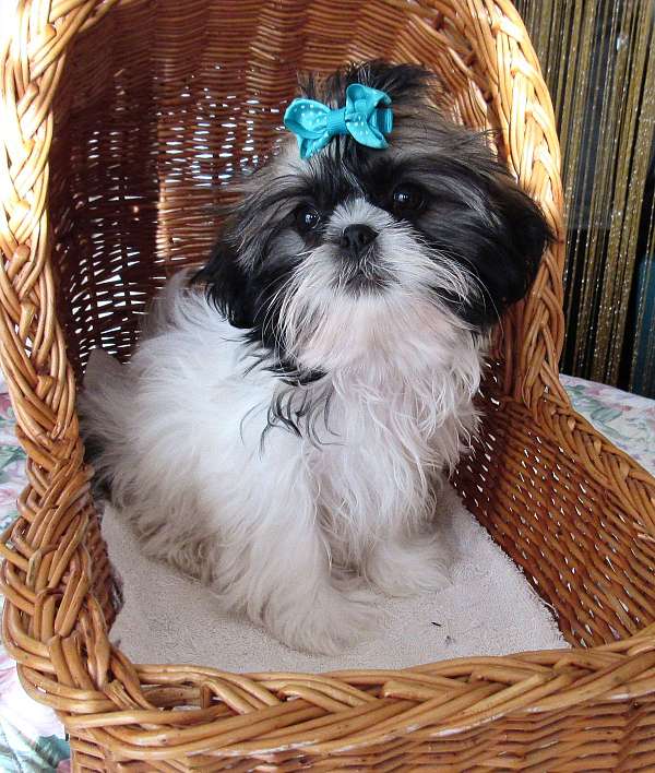 tri-colored-shih-tzu