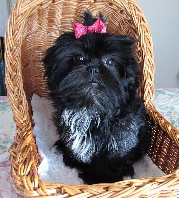 black-shih-tzu