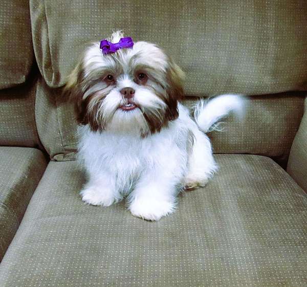 standard-brown-white-puppy