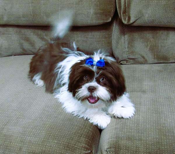 male-shih-tzu-puppy