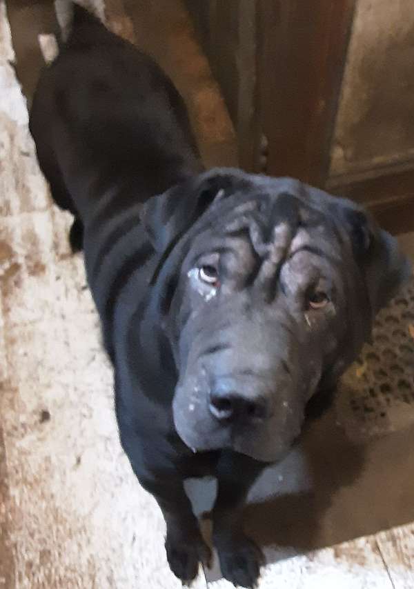 black-short-haired-shar-pei