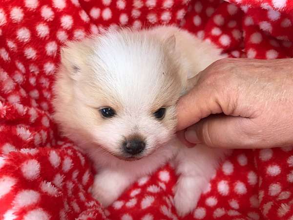 parti-colored-pomeranian-in-georgia-puppy