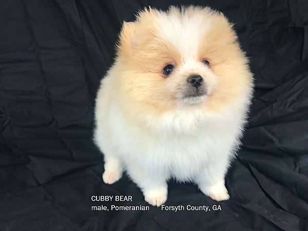 parti-colored-pomeranian-in-georgia-puppy