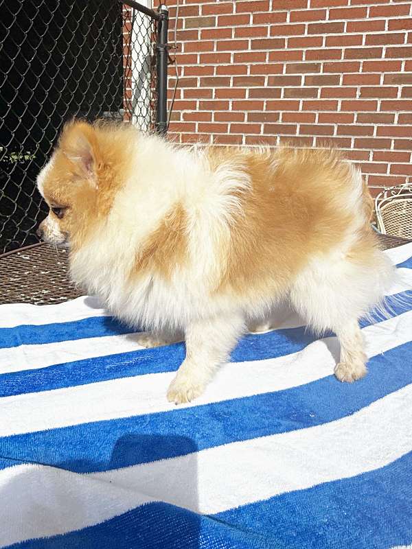 parti-colored-pomeranian-in-georgia-puppy