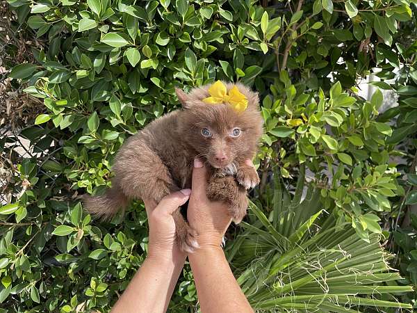 female-pomeranian-puppy