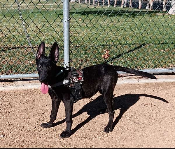 brindle-female-dutch-shepherd