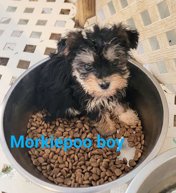 male-yorkipoo-dog