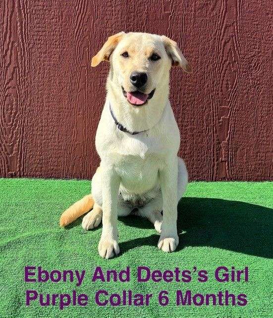 double-coated-labrador-retriever