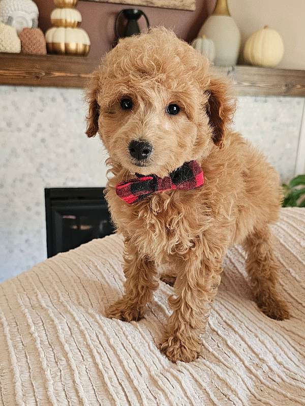 petite-miniature-goldendoodle