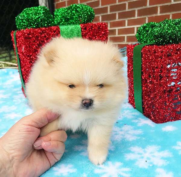 teacup-pomeranian-for-sale-dog