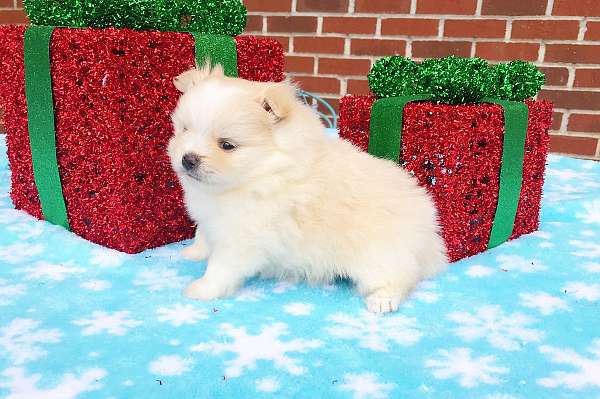 orange-white-double-coated-dog