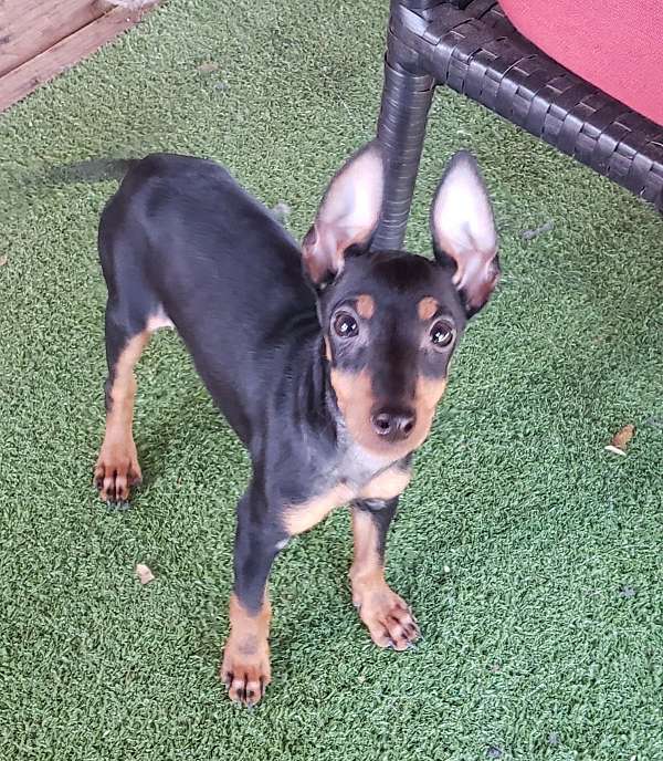 mixed-black-tan-smooth-coated-manchester-terrier