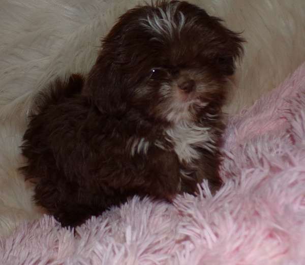 long-haired-shih-tzu