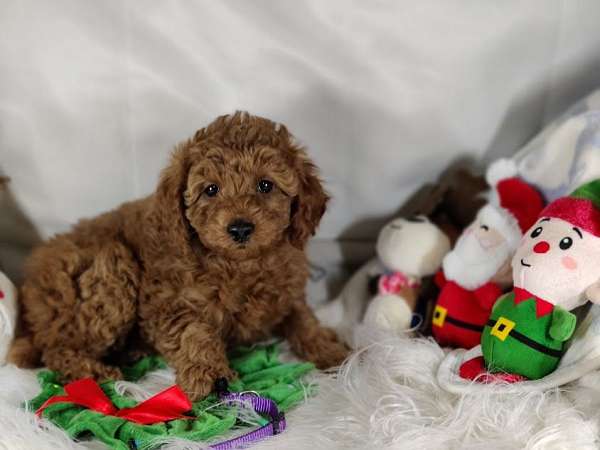 non-shedding-miniature-poodle