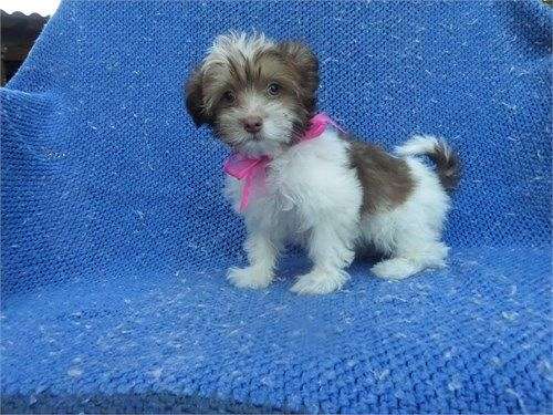 female-yorkshire-terrier-dog