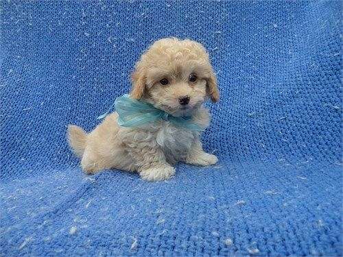 male-malti-poo-dog