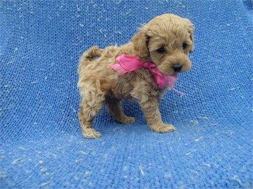 male-malti-poo-dog