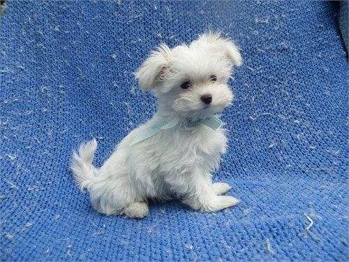 male-malti-poo-dog