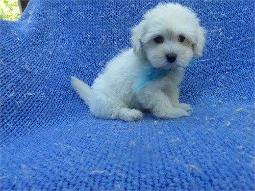 male-malti-poo-dog