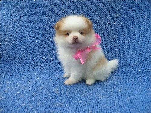 female-pomeranian-puppy