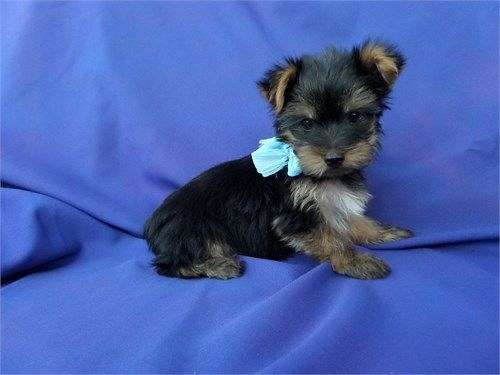 male-yorkshire-terrier-puppy