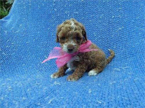 toy-small-red-puppy