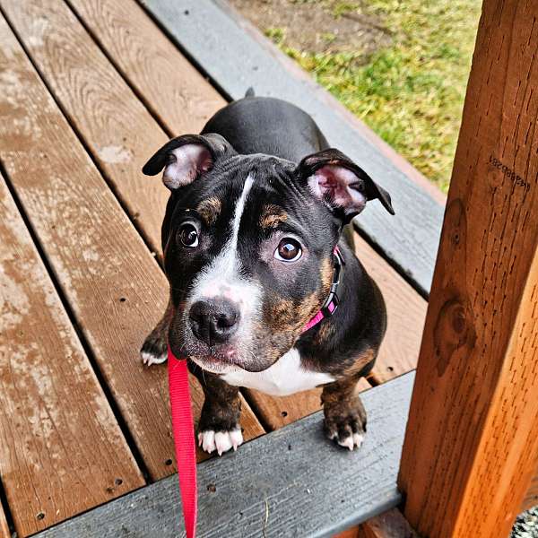 pocket-pit-american-bully