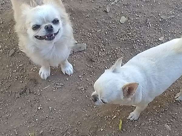 white-chihuahua