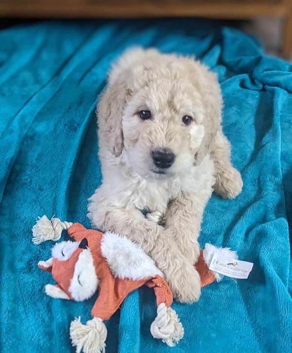 mixed-goldendoodle-dog