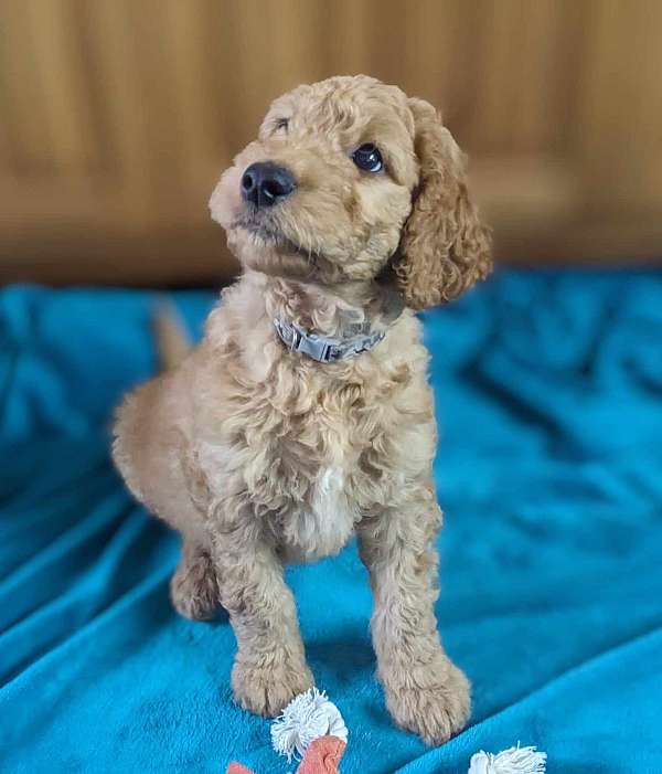 mixed-goldendoodle