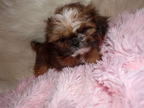 red-long-haired-shih-tzu