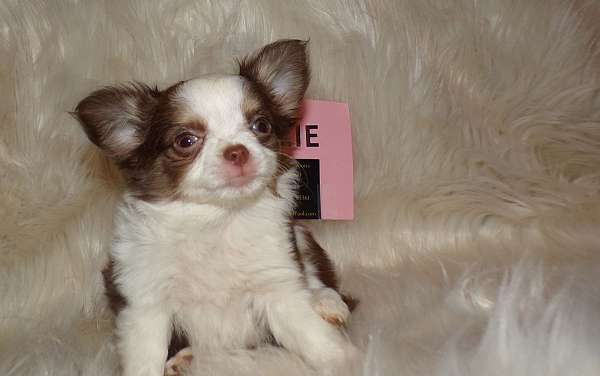 long-haired-chihuahua