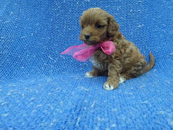 female-toy-poodle-puppy