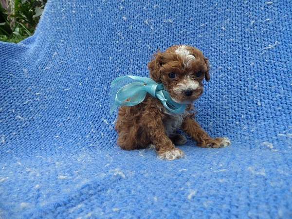 male-toy-poodle-puppy