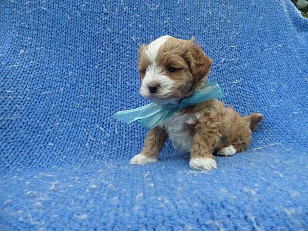 male-toy-poodle-puppy