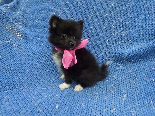 female-pomeranian-puppy