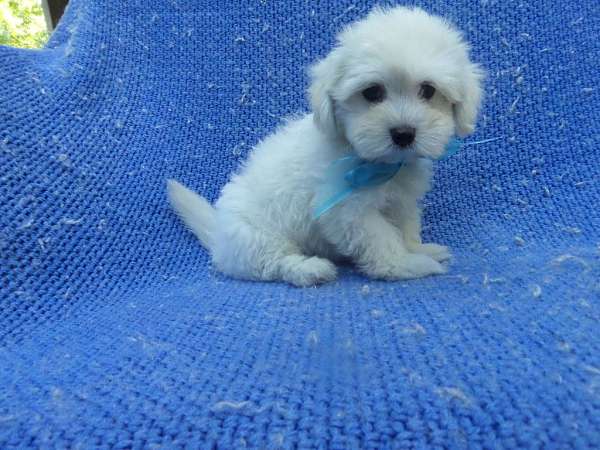 male-malti-poo-dog