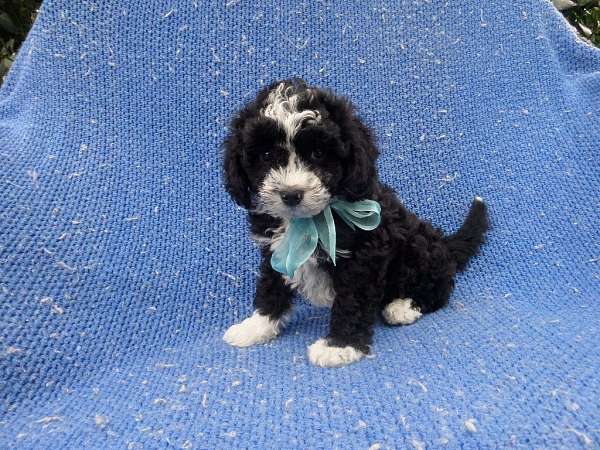 male-shih-poo-dog