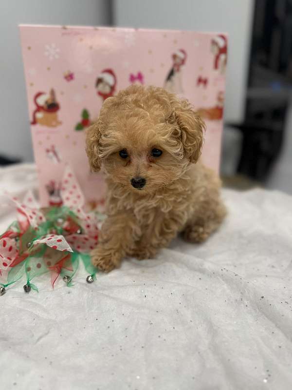 female-light-brown-hypoallergenic-toy-poodle