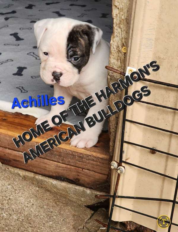 male-american-bulldog