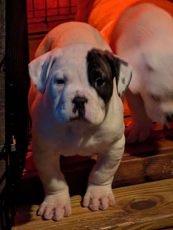 male-american-bulldog