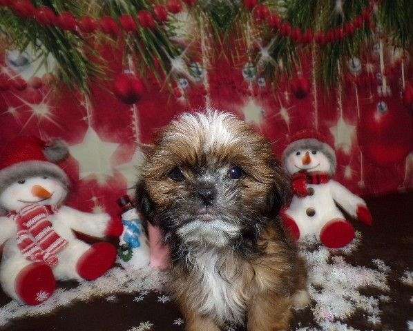 female-red-long-haired-shih-tzu