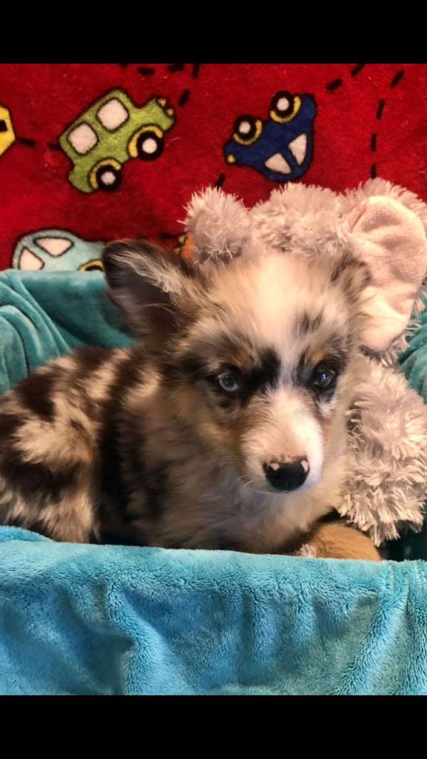 super-cute-australian-shepherd