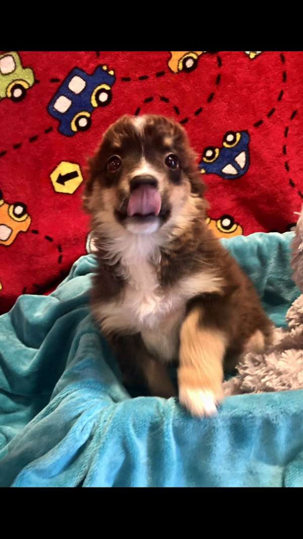 male-red-white-double-coated-australian-shepherd