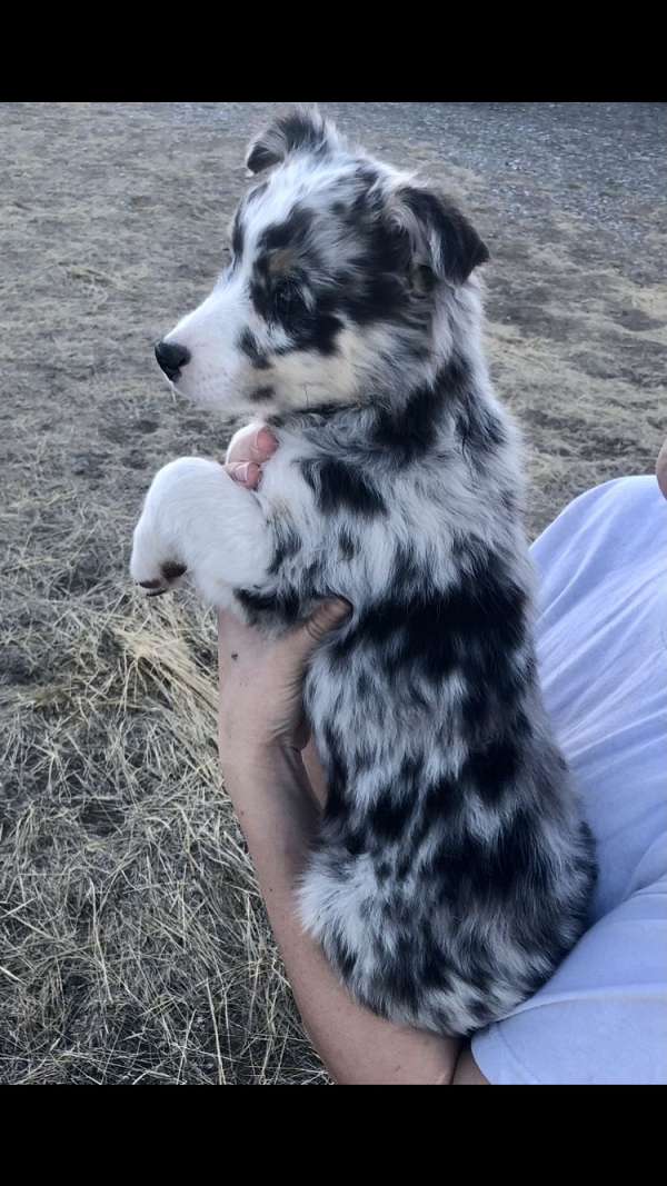 awesome-australian-shepherd