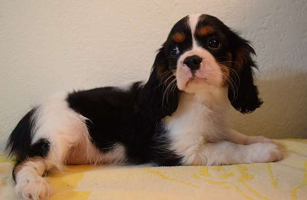 pure-bred-cavalier-king-charles-spaniel-spaniel