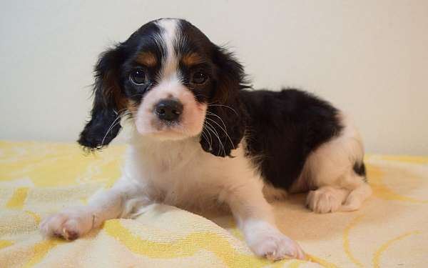 purebred-cavalier-king-charles-spaniel-spaniel