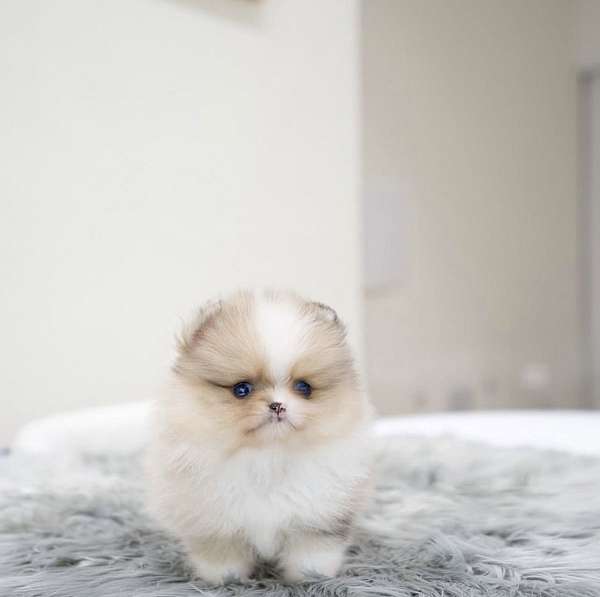 mixed-pomeranian-puppy